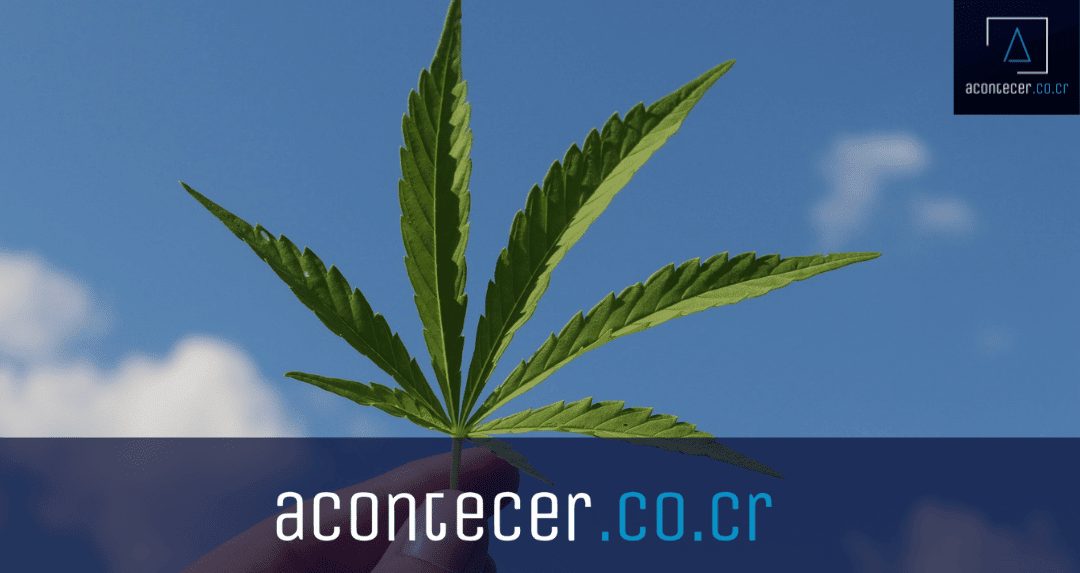 Cámaras le piden a Alvarado no vetar ley de cannabis medicinal