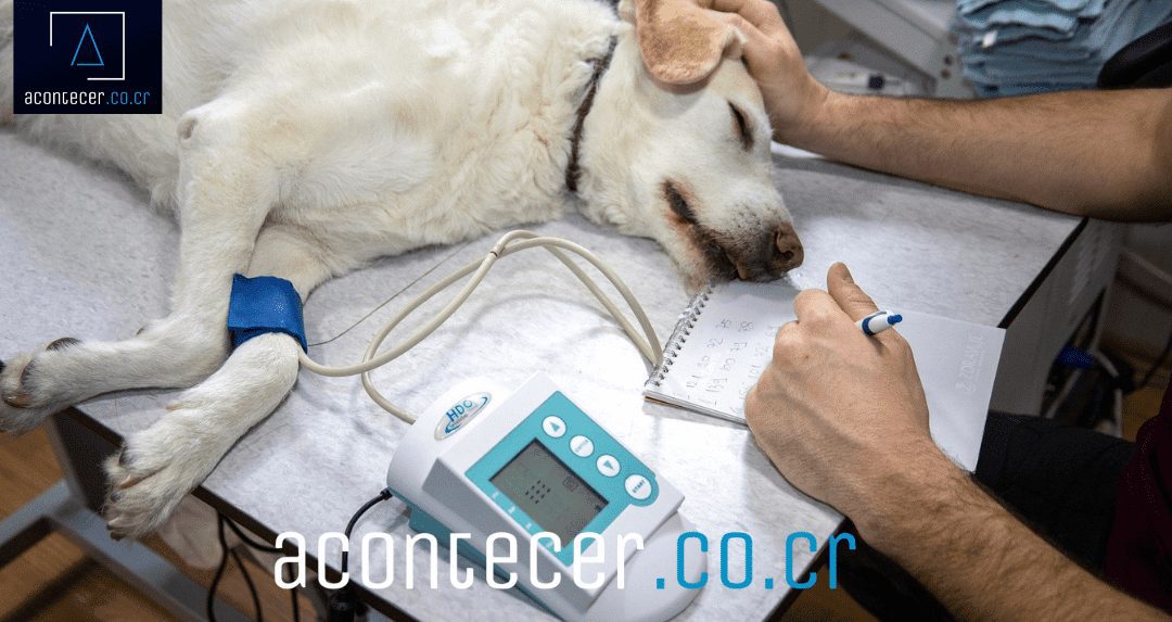 Candidato propone crear seguros médicos para mascotas