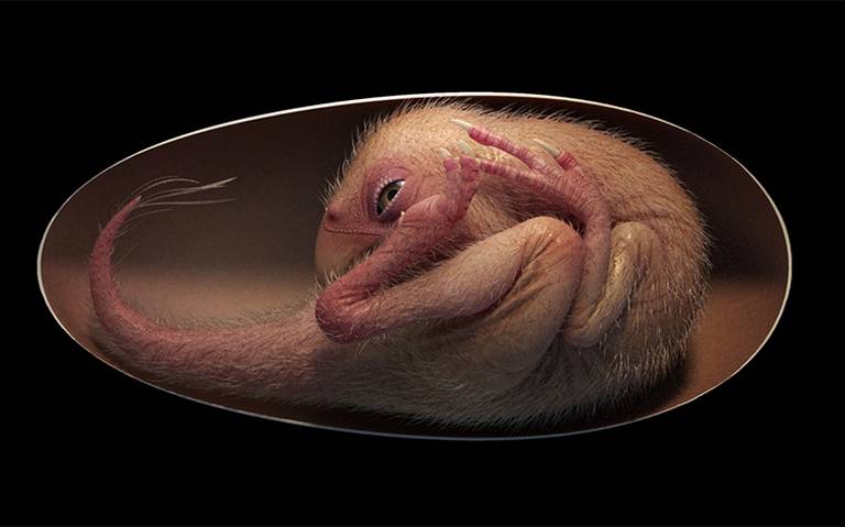 Descubren embrión de dinosaurio de 66 millones de años