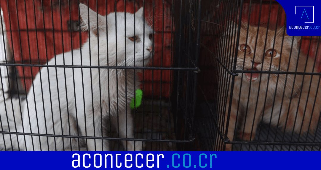 Vídeo: Asesinan A Mascotas Por Miedo Al Covid-19 En Shanghai