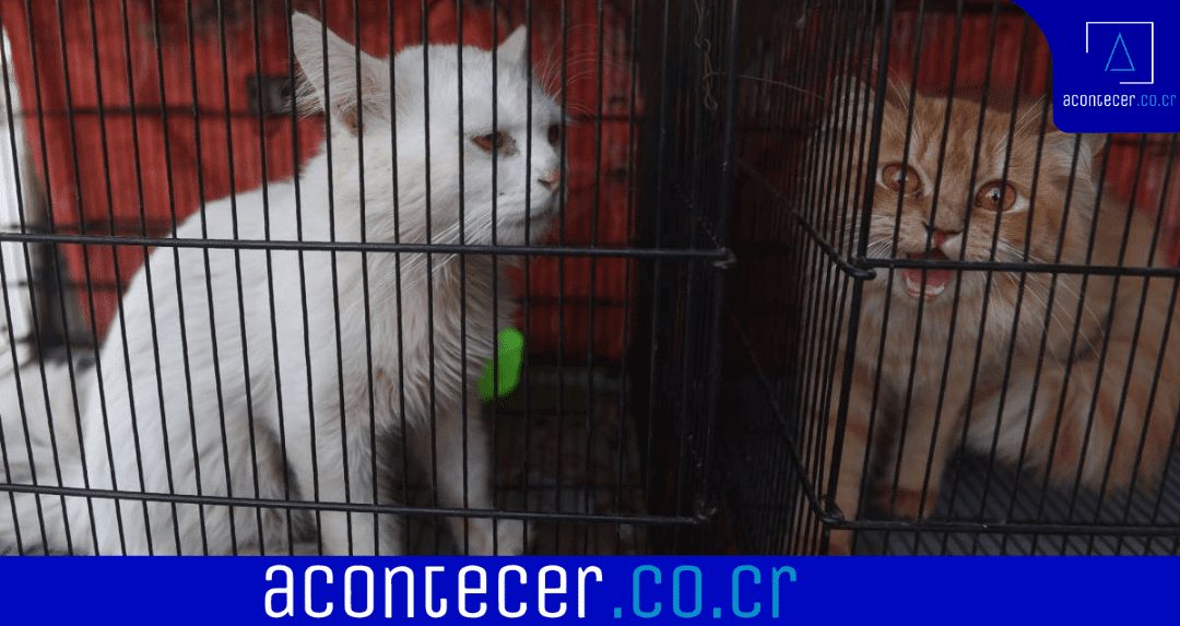 Vídeo: Asesinan a mascotas por miedo al covid-19 en Shanghai