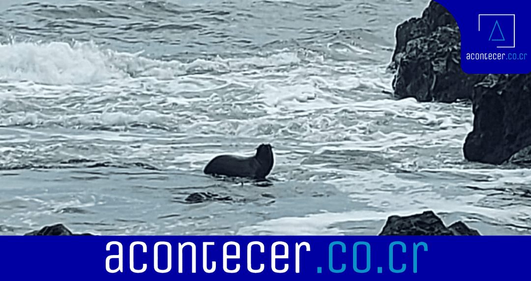 Encuentran a un león marino en playa de Guanacaste