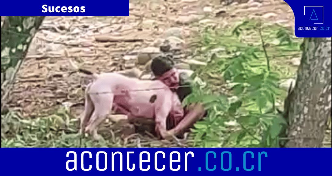 Perro atacó a su propio dueño en Puntarenas, hombre estaría grave