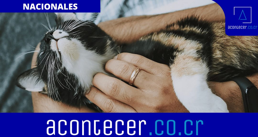 Proyecto busca que se apoye a rescatistas y asociaciones animalistas