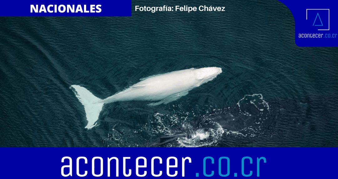 Piloto costarricense fotografió una de las ballenas más raras del mundo en Nosara