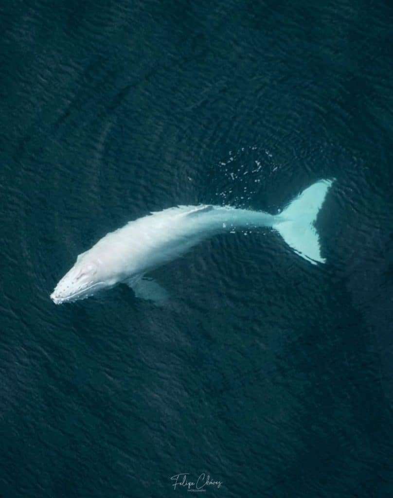 Ballenas Más Raras Del Mundo
Felipe Chávez