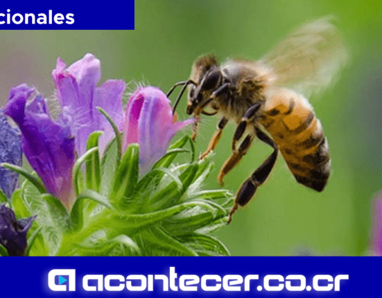 Abejas Medio ambiente Costa Rica