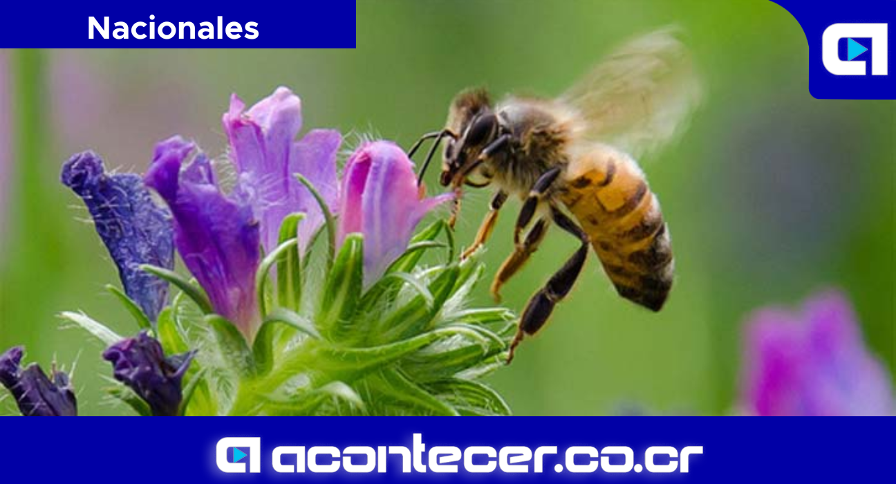 Abejas Medio ambiente Costa Rica