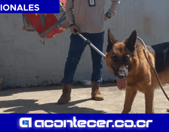 Niño de 2 años perro Tayler