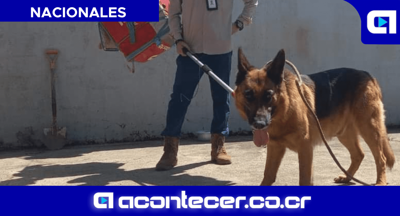 Niño de 2 años perro Tayler