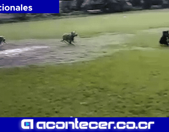 Hombre suelta a sus dos perros