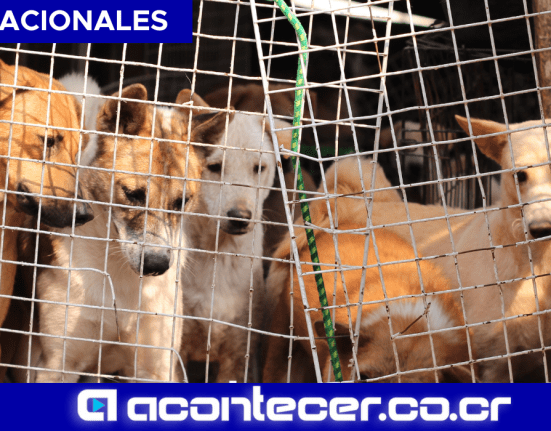 Corea del Sur Consumo de carne de perros