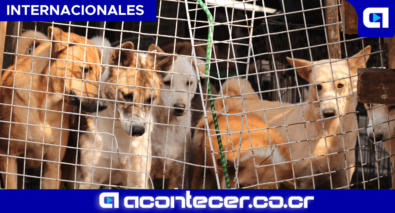 Corea del Sur Consumo de carne de perros