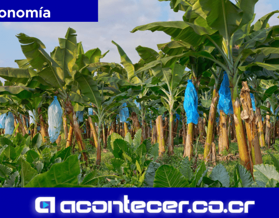 CNAA Despido de 111 empleados Fincas bananeras