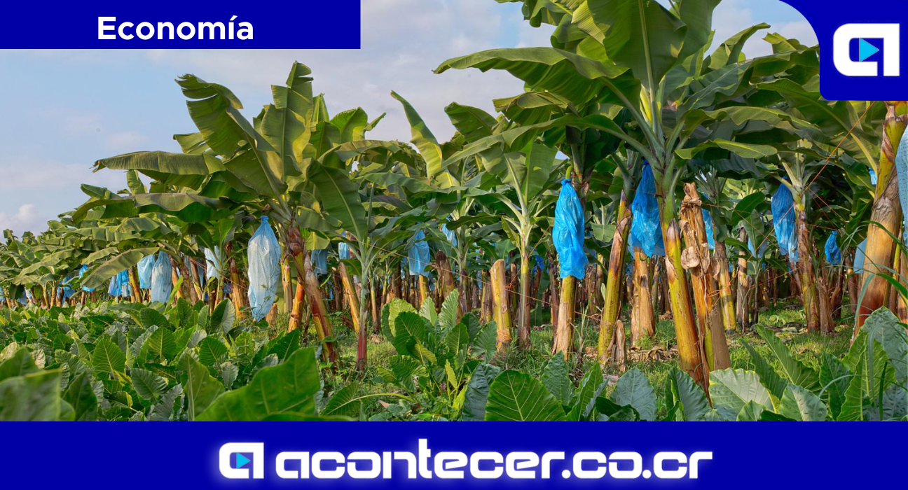 CNAA Despido de 111 empleados Fincas bananeras