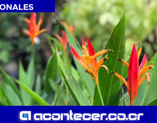 CNAA MYM Productores Plantas ornamentales