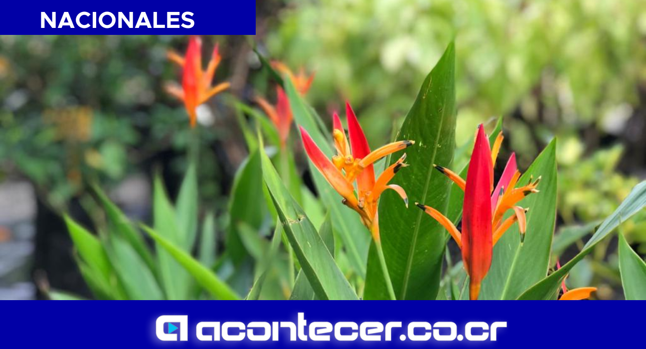 CNAA MYM Productores Plantas ornamentales