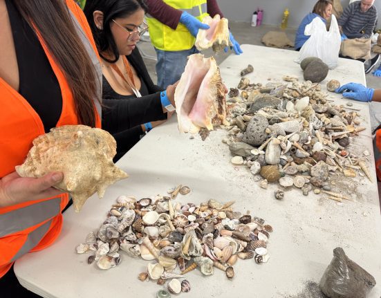 Voluntariado AERIS fortalece su compromiso ambiental con más de 4.300 árboles sembrados