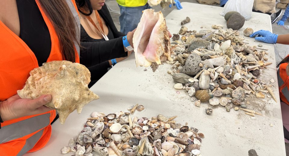 Voluntariado AERIS fortalece su compromiso ambiental con más de 4.300 árboles sembrados