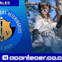 Colegio de Veterinarios define límites ante solicitudes de atención de personas que se identifican como “Therian”